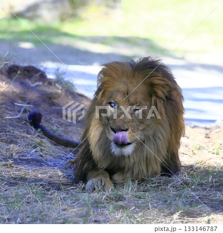 ライオン 133146787