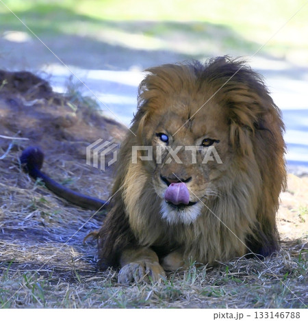 ライオン 133146788
