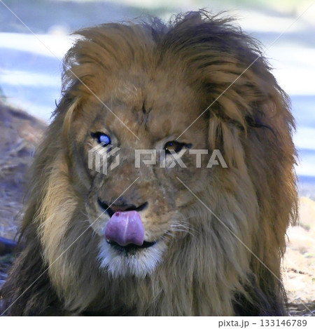 ライオン 133146789