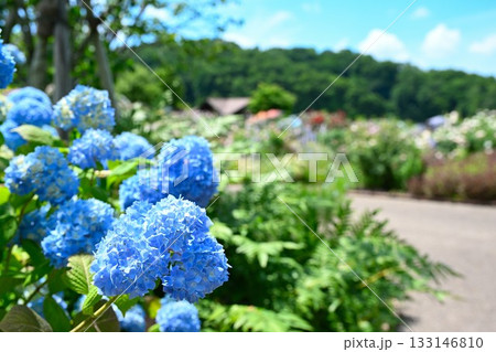 長岡丘陵公園のバラ園（新潟県） 133146810