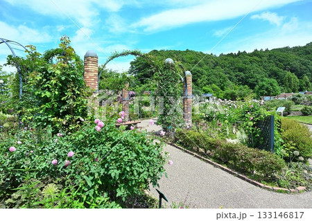 長岡丘陵公園のバラ園（新潟県） 133146817