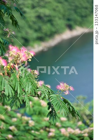 ネムの花 ネムの花 133147068