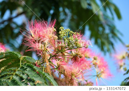 ネムの花 ネムの花 133147072
