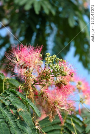 ネムの花 133147073