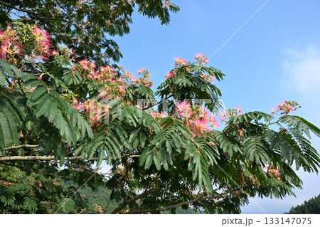 ネムの花 133147075