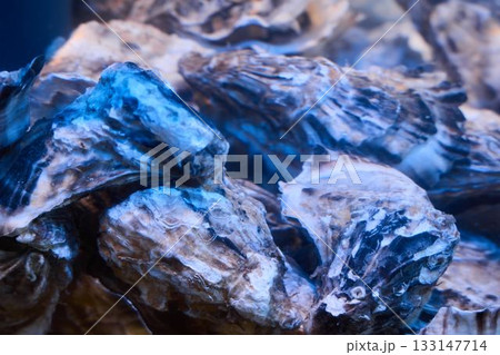 Artistically arranged oyster photograph emphasizing textures and cool hues Artistically arranged oyster photograph emphasizing textures and cool hues 133147714