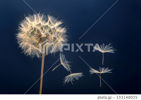 dandelion seeds fly from a flower on a dark blue background. botany and bloom growth propagation. dandelion seeds fly from a flower on a dark blue background. botany and bloom growth propagation. 133148035