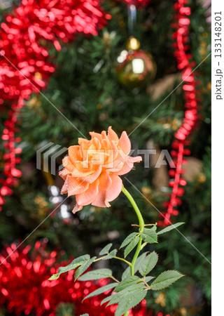 Peach rose with dew drops against festive Christmas backdrop. 133148201