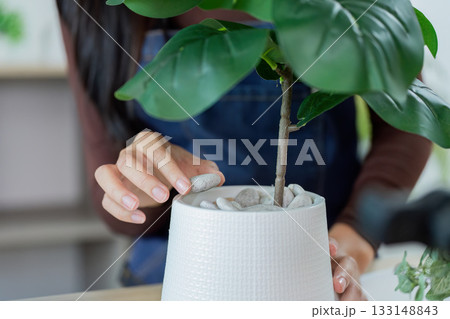 Indoor Gardening. Woman adjusting decorative plant in pot. 133148843