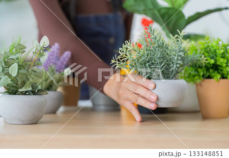 Indoor Gardening. Woman arranging potted plants on table in bright home. 133148851