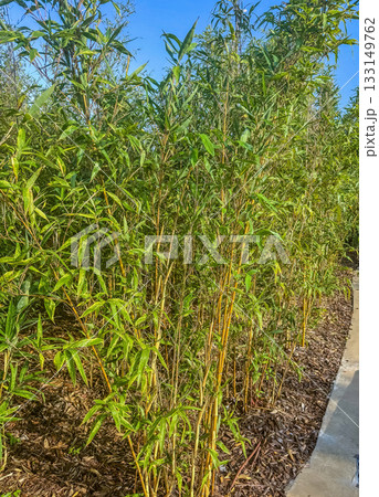 Dense Bamboo Plants Along Garden Path 133149762