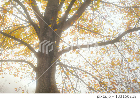 ユリノキと朝霧【北安曇郡池田町】 133150218