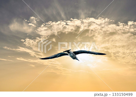 Seagull flying in an orange sky at sunset over the ocean. 133150499