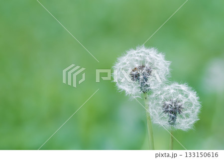 【奈良県奈良市／海瀧山王龍寺】季節外れに寄り添う綿毛たち 133150616