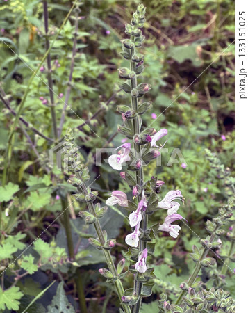 Jerusalem salvia or Jerusalem sage (lat.- salvia hierosolymitana) Jerusalem salvia or Jerusalem sage (lat.- salvia hierosolymitana) 133151025
