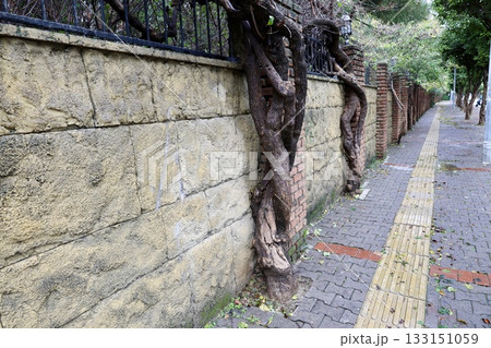 Brick vine wall. High quality photo 133151059