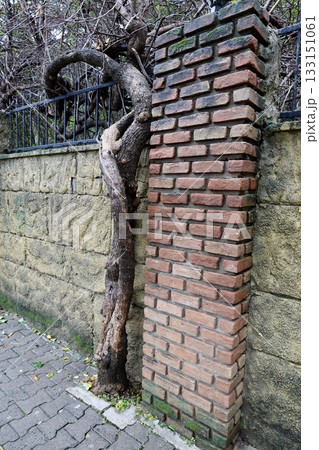 Brick vine wall. High quality photo 133151061