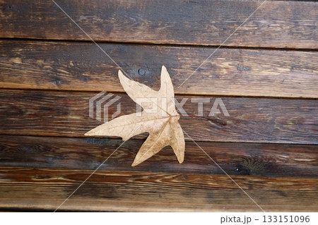 Green leafy bush. High quality photo 133151096