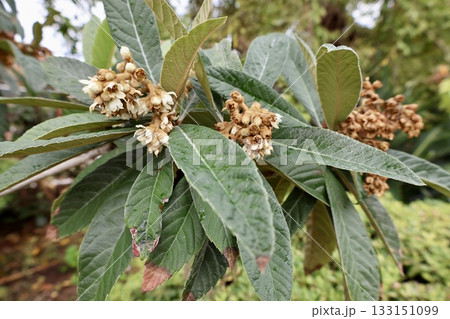Leafy garden scenery. High quality photo 133151099