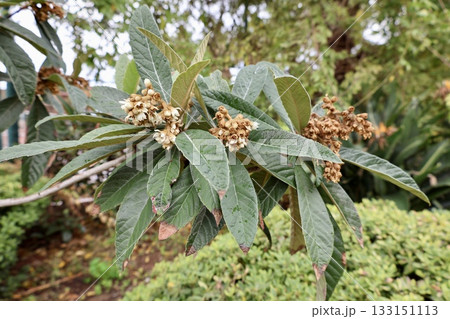 Leafy garden scenery. High quality photo 133151113