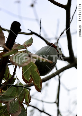 green fruit of a tree with thorns. High quality photo 133151114