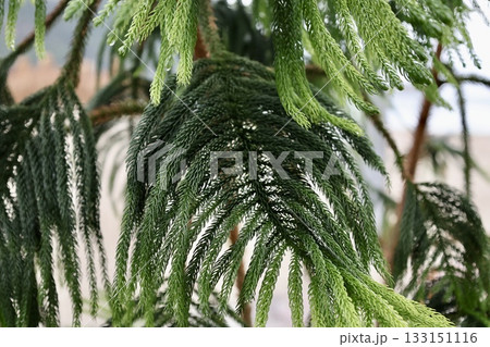 green coniferous branches. High quality photo 133151116