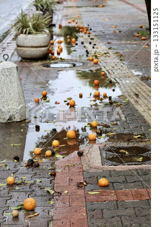 Fallen oranges street. High quality photo 133151125