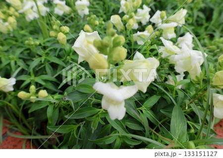 White snapdragon flowers. High quality photo 133151127