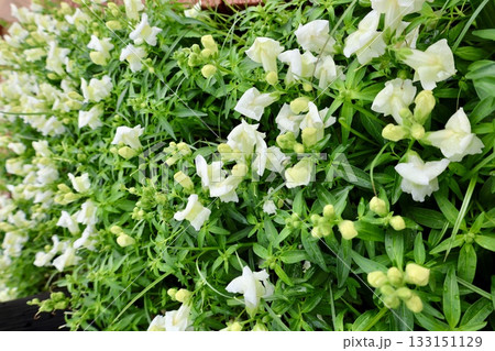White snapdragon flowers. High quality photo 133151129