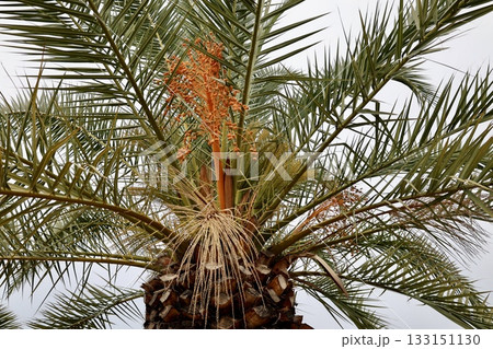 Upward palm view. High quality photo 133151130