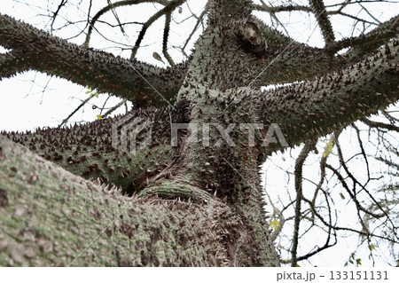 Spiked green bark. High quality photo 133151131