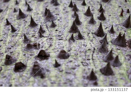 Spiked green bark. High quality photo Spiked green bark. High quality photo 133151137