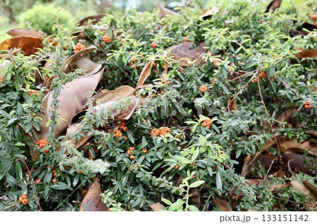 Green leafy bush. High quality photo 133151142