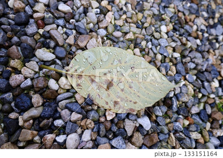 Leaf wet stones. High quality photo Leaf wet stones. High quality photo 133151164