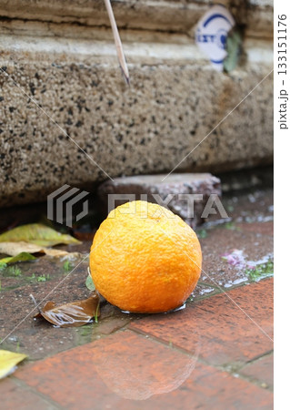 Fallen oranges street. High quality photo Fallen oranges street. High quality photo 133151176