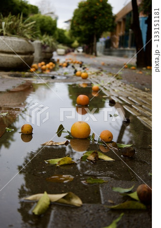 Fallen oranges street. High quality photo 133151181