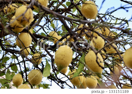 Lemons tree branches. High quality photo 133151189
