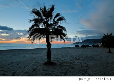 Upward palm view. High quality photo 133151204