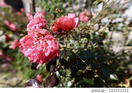 Pink roses outdoors. High quality photo 133151211