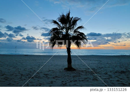Upward palm view. High quality photo Upward palm view. High quality photo 133151226