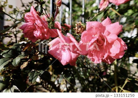 Pink roses outdoors. High quality photo 133151250