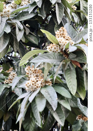 Leafy garden scenery. High quality photo 133151280