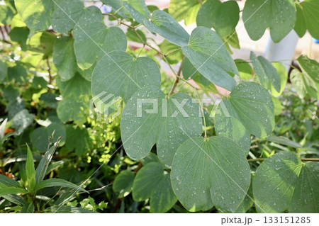Wet green leaves. High quality photo Wet green leaves. High quality photo 133151285