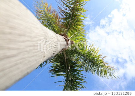 Upward palm view. High quality photo 133151299