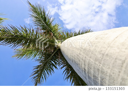 Upward palm view. High quality photo 133151303