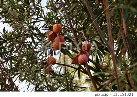 Orange fruit tree. High quality photo 133151321