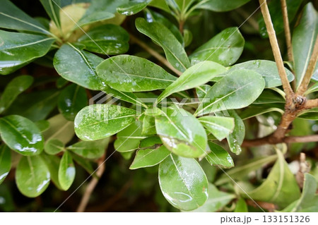 Leafy garden scenery. High quality photo 133151326
