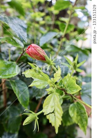 Hibiscus red bud. High quality photo Hibiscus red bud. High quality photo 133151329