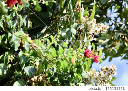 Leafy garden scenery. High quality photo Leafy garden scenery. High quality photo 133151338