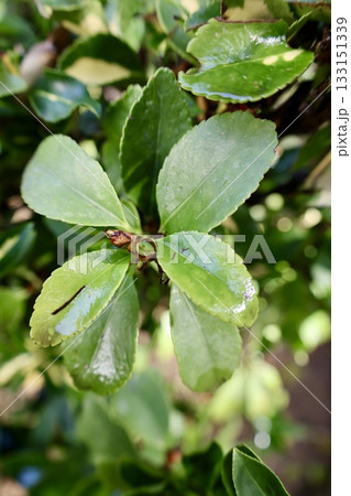 Leafy garden scenery. High quality photo 133151339